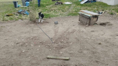 Stracił wszystko, ma tylko psa. Pet Patrol ze szczególną prośbą o pomoc