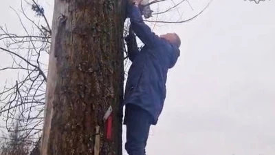 Młody kot utknął wysoko na drzewie, ale pomógł mu policjant z Raciborza