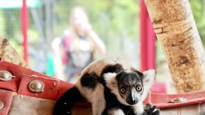 Jedno z najrzadszych zwierząt świata. Lemur przyszedł na świat w chorzowskim zoo