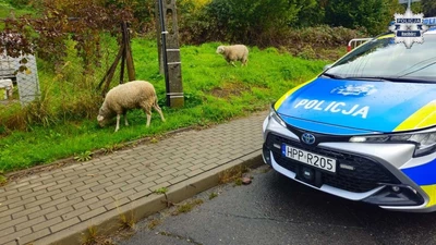 Zero mandatów, dużo wełny. Policjanci z Raciborza w akcji „Owca”
