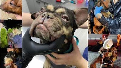 Zwierzęta odebrane w Boguszowicach miały wrócić do właścicielki. Sąd zablokował możliwy zwrot