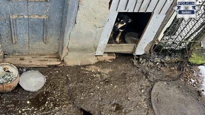 Dramat psów w Pietrowicach Wielkich. Przetrzymywane były w nieocieplonym kojcu, w warunkach zagrażających ich życiu