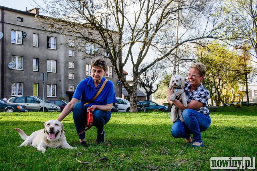 Powstanie wybieg dla psów. I miejsce edukacji ich właścicieli