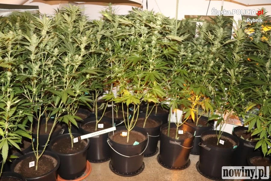 W Rybniku zlikwidowano dwie plantacje konopi