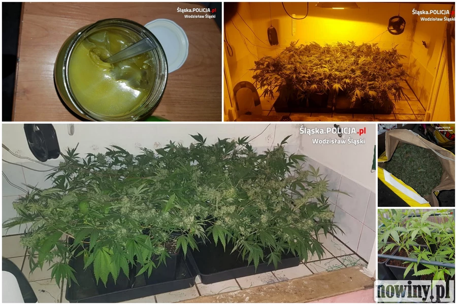 Policjanci z Pszowa zlikwidowali domową plantację marihuany