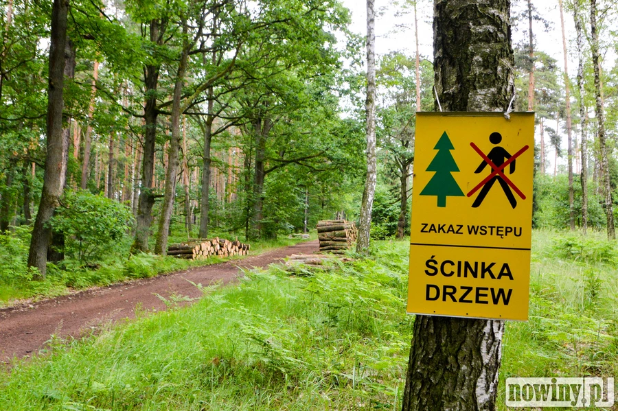 Kuźnia Raciborska chce pozyskiwać drewno z nadleśnictwa i wykorzystywać je na opał