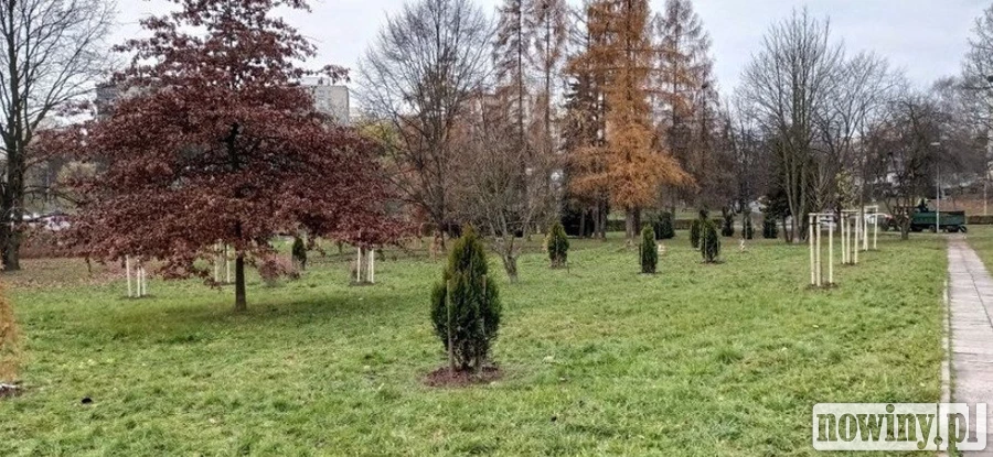 Jastrzębie miastem roślin? Rekordowe nasadzenia w tym roku