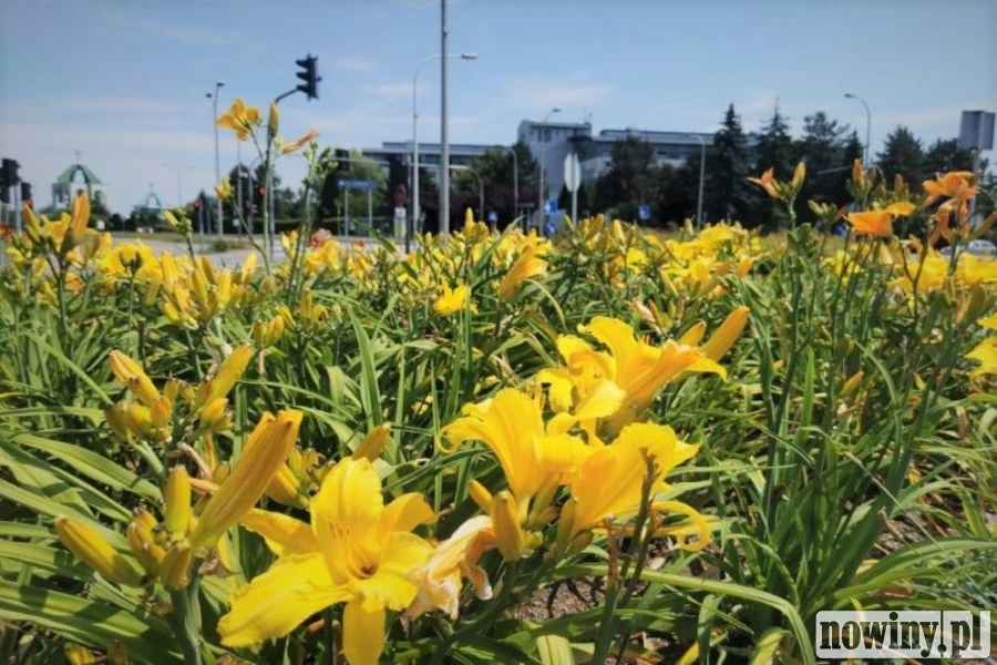 Miasto pełne kwiatów