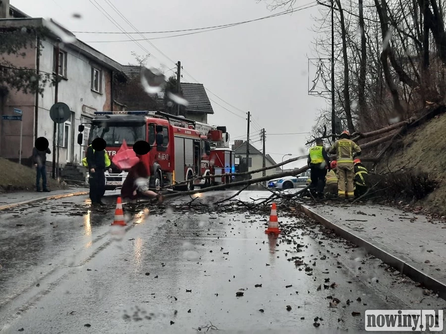 Powalone drzewo w Pszowie. Poszkodowana kobieta