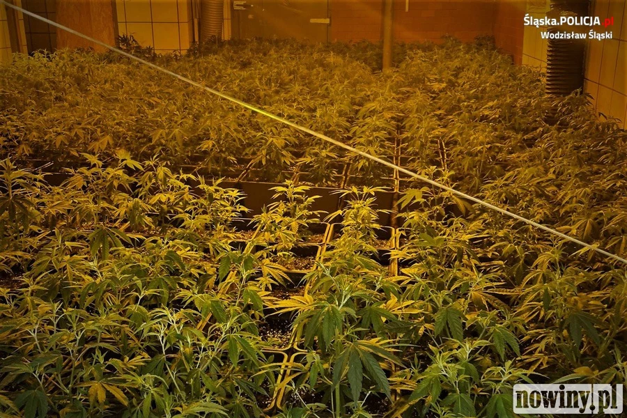 Plantacja marihuany odkryta w starej rzeźni w Zawadzie. 6 osób w areszcie