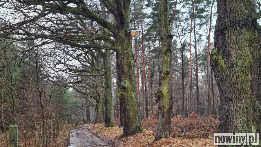 Leśnicy wstrzymali przycinkę dębów w Górkach Śląskich. Mieszkańcy idą za ciosem. Czego chcą?