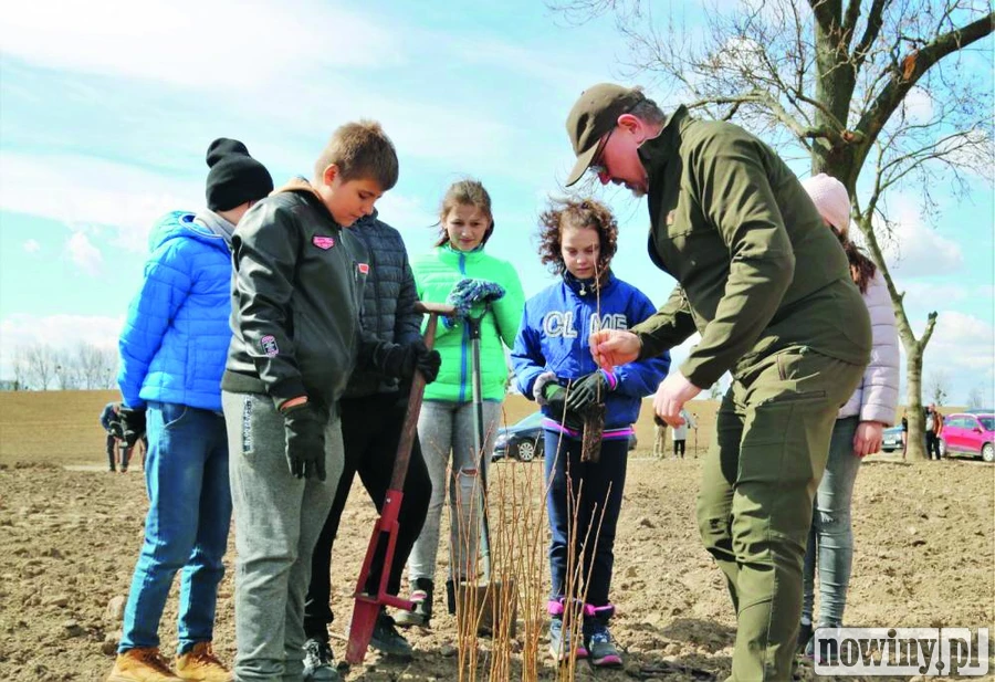 U sąsiadów więcej drzew