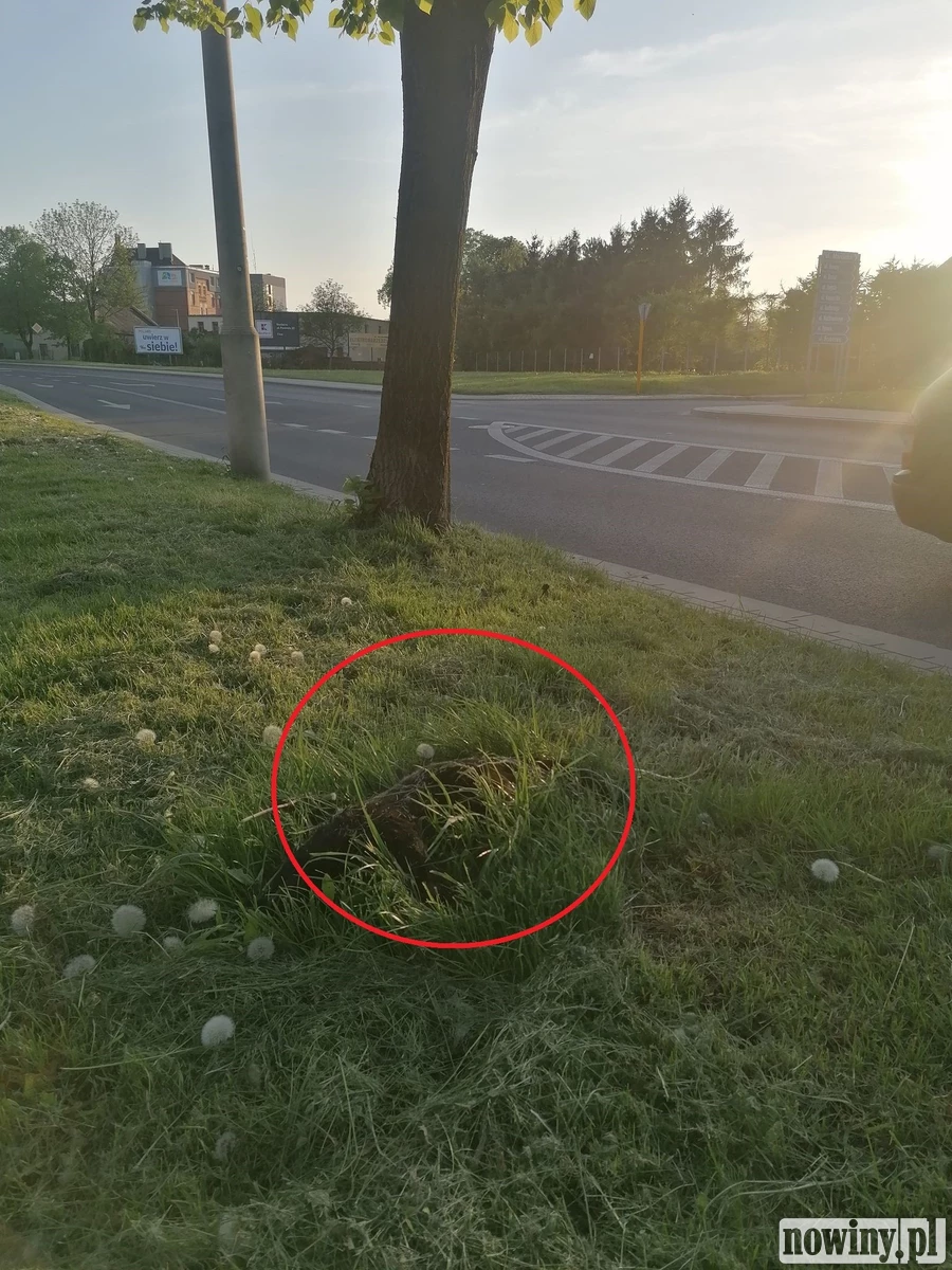 Rozkładający się kot nie przeszkadza służbom. Leży przy drodze od kilku dni i... "podwoił swoją wielkość"
