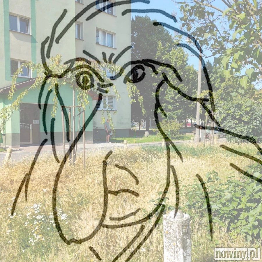 BOŻYDAR NOSACZ: Jęczmień w oku raciborzanki