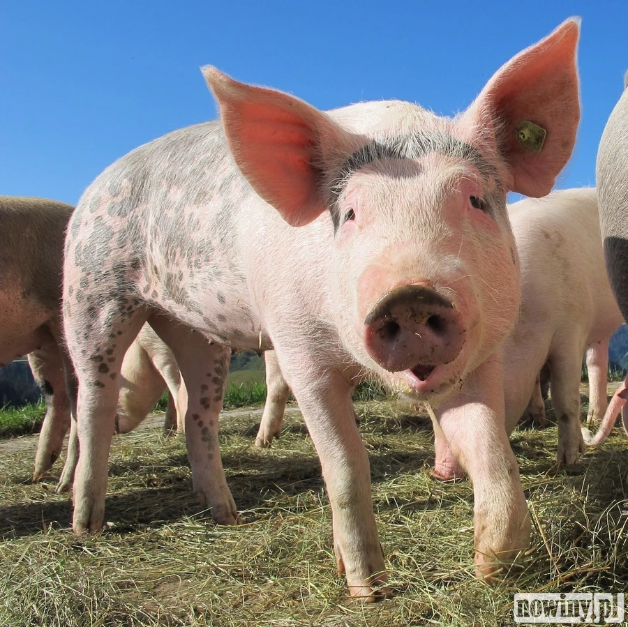 Pomoc dla hodowców świń. ARiMR podsumowuje nabór wniosków