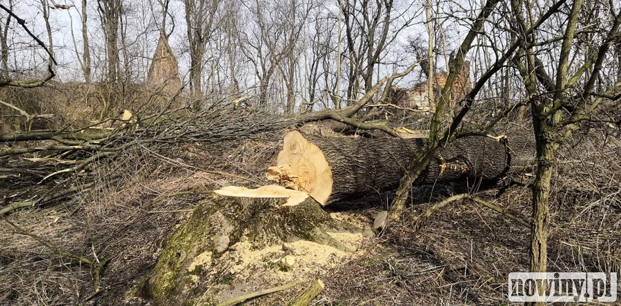 Ten kto wyciął drzewa między Makowem a Gamowem za kratkami może spędzić nawet 5 lat