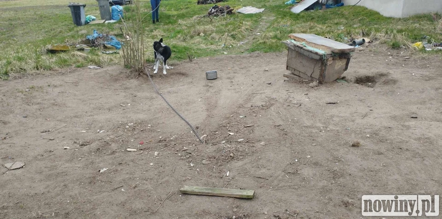 Stracił wszystko, ma tylko psa. Pet Patrol ze szczególną prośbą o pomoc