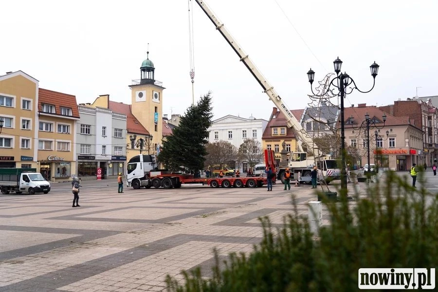 Choinka na rybnickim rynku będzie miała 10,5 metra wysokości. Podarowali ją mieszkańcy