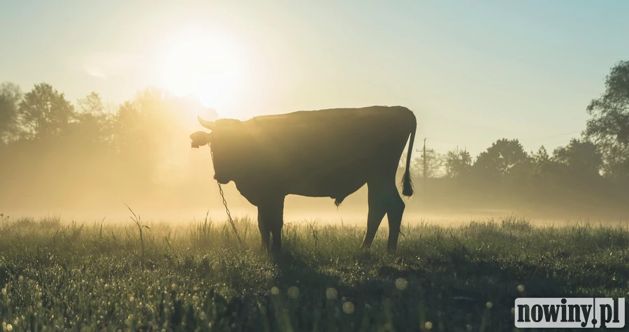 Buhaj z dofinansowaniem również w 2026 roku. Rolnicy mogą składać wnioski