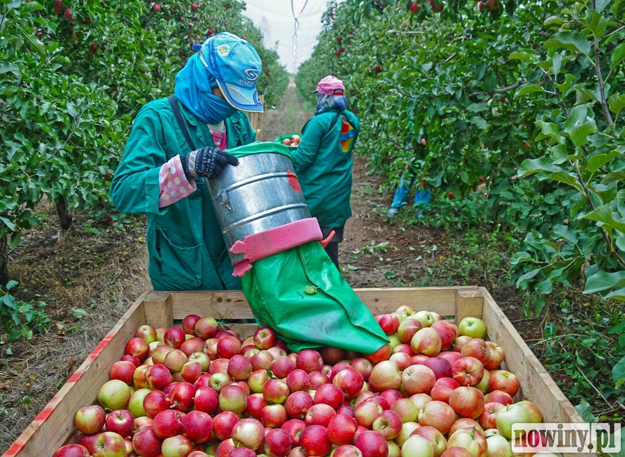Wsparcie dla sadowników. Wnioski do 15 stycznia 2026 r.