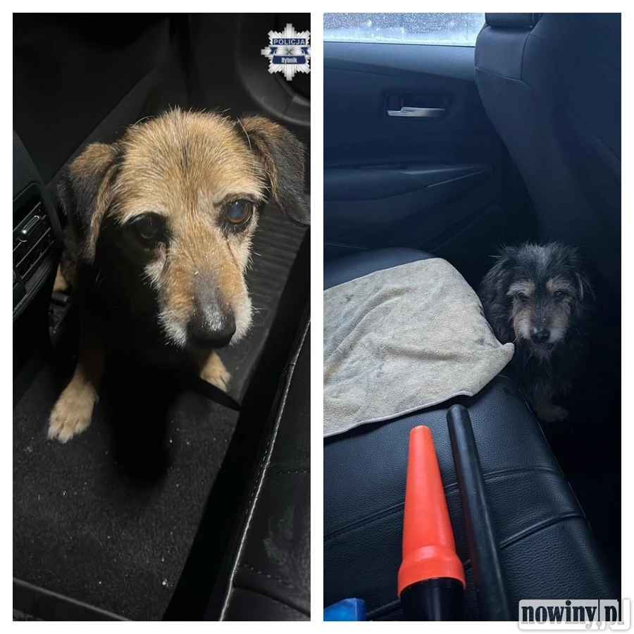 Policjanci z Rybnika pomogli czworonogom, które błąkały się po ulicy podczas mrozu