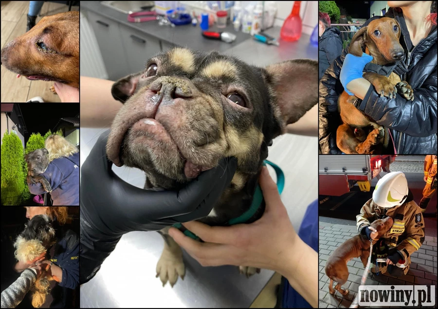 Zwierzęta odebrane w Boguszowicach miały wrócić do właścicielki. Sąd zablokował możliwy zwrot