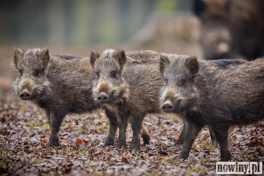 Nagranie dzika w lesie stało się przykładem złych praktyk. Lasy Państwowe przypominają: nie dokarmiaj i nie dotykaj