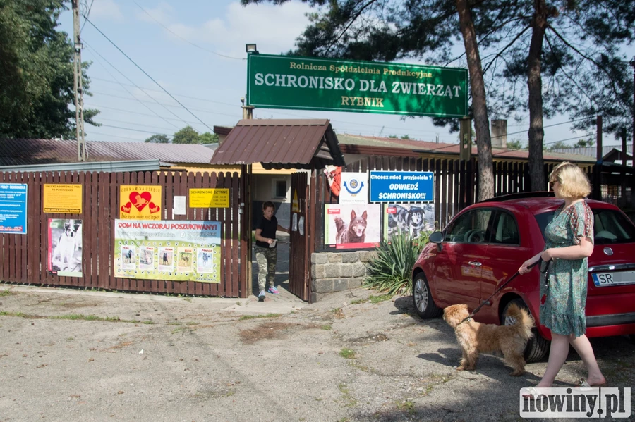 Obowiązkowy czip dla psów i kotów. Rząd przyspiesza prace po aferze w schronisku