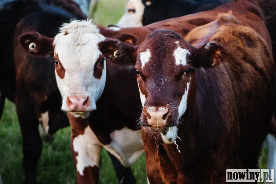 Dopłaty do ubezpieczeń zwierząt gospodarskich. Ruszył nabór wniosków