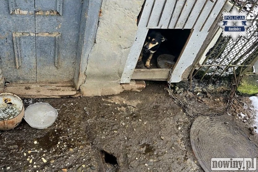 Dramat psów w Pietrowicach Wielkich. Przetrzymywane były w nieocieplonym kojcu, w warunkach zagrażających ich życiu