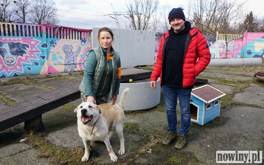 Schroniska pod lupą. Sprawdziliśmy, jak działa placówka w Rybniku