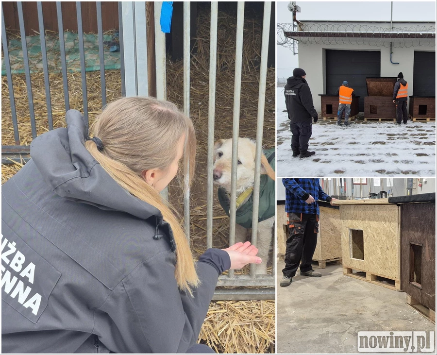 Osadzeni z Jastrzębia zbudowali budy dla psów i kotów. Trafiły do zwierzaków w Wodzisławiu [ZDJĘCIA]