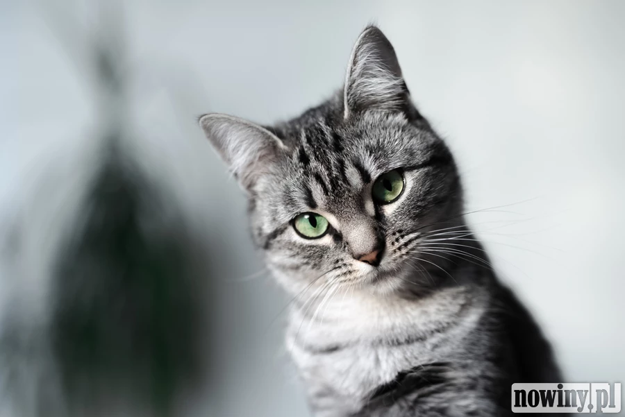 Ktoś podtruwa zwierzęta w Kuźni Raciborskiej? Urząd wydał komunikat