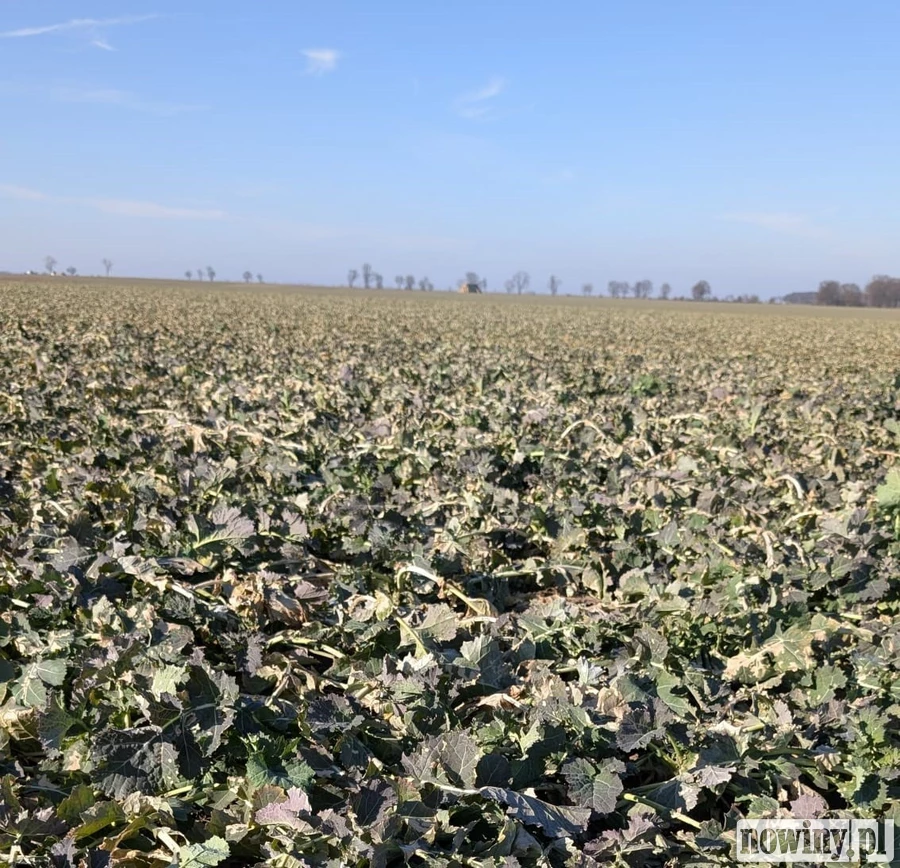Stresy roślinne – czym są i dlaczego mają tak duże znaczenie dla upraw rolniczych?