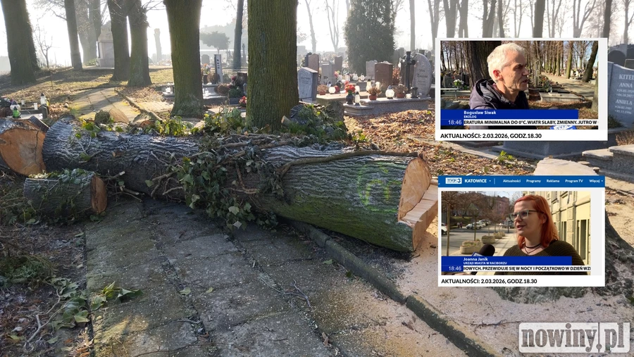 TVP o wycince drzew na cmentarzu w Raciborzu. „Bez przyrody zginiemy”
