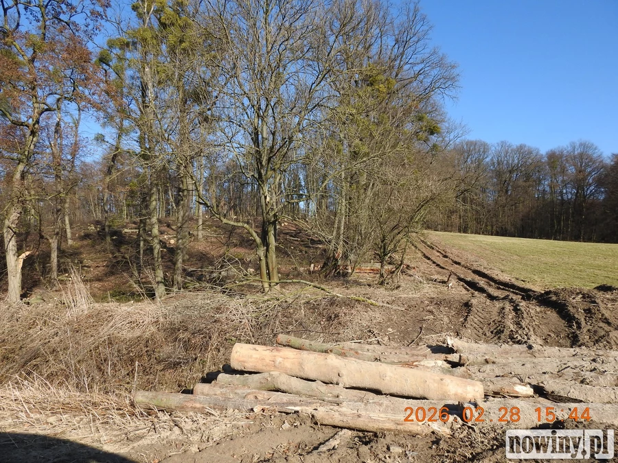 Wycinka w Jastrzębiu budzi niepokój. Nadleśnictwo zapewnia: to planowa przebudowa lasu