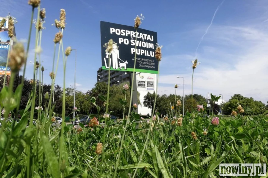 Kosze czy mandaty? W Jastrzębiu trwa dyskusja o psich nieczystościach