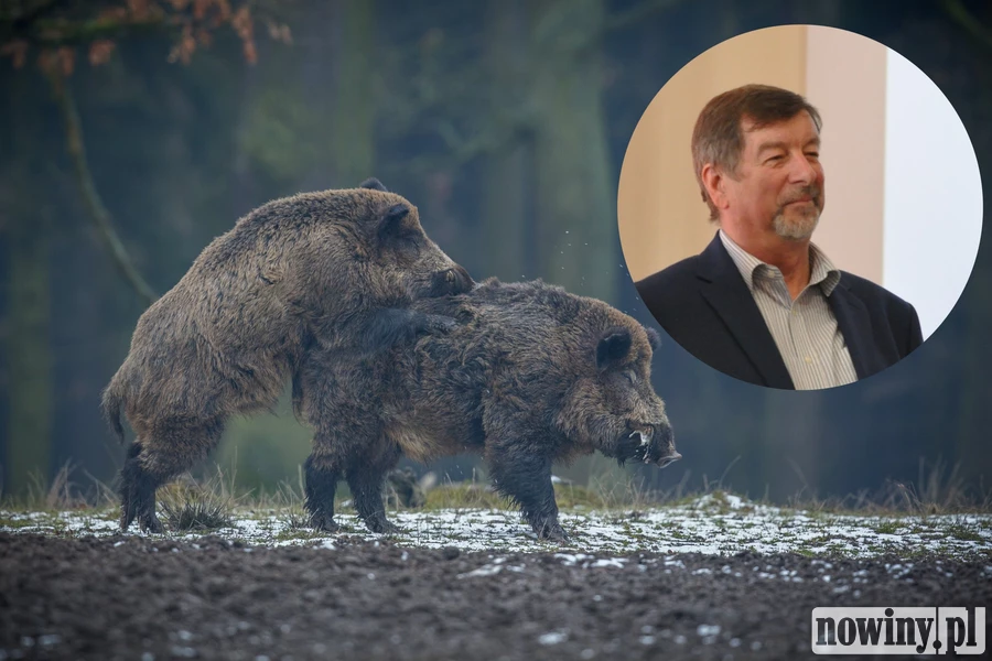 Myśliwi odstrzelili prawie pół tysiąca dzików w powiecie raciborskim