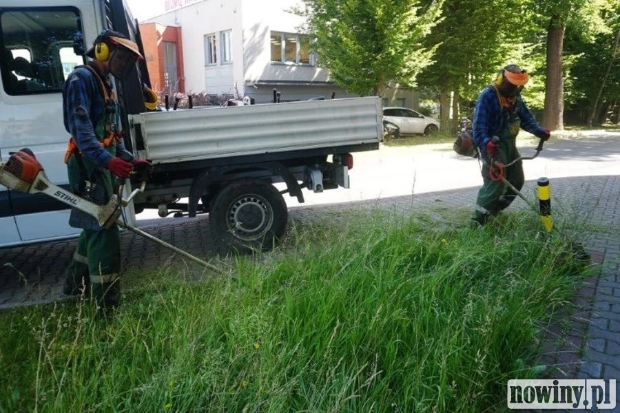 Między ekologią a wygodą. Jastrzębie szuka złotego środka w koszeniu trawników