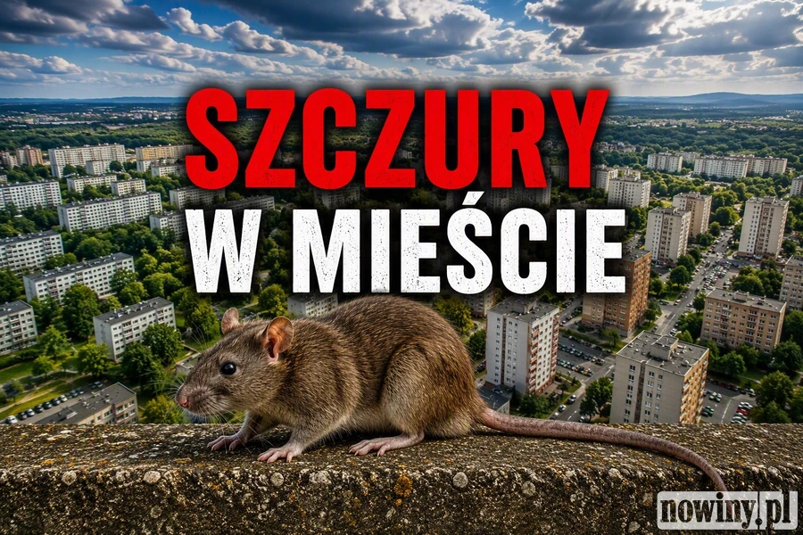 Szczury problemem wielu osiedli…