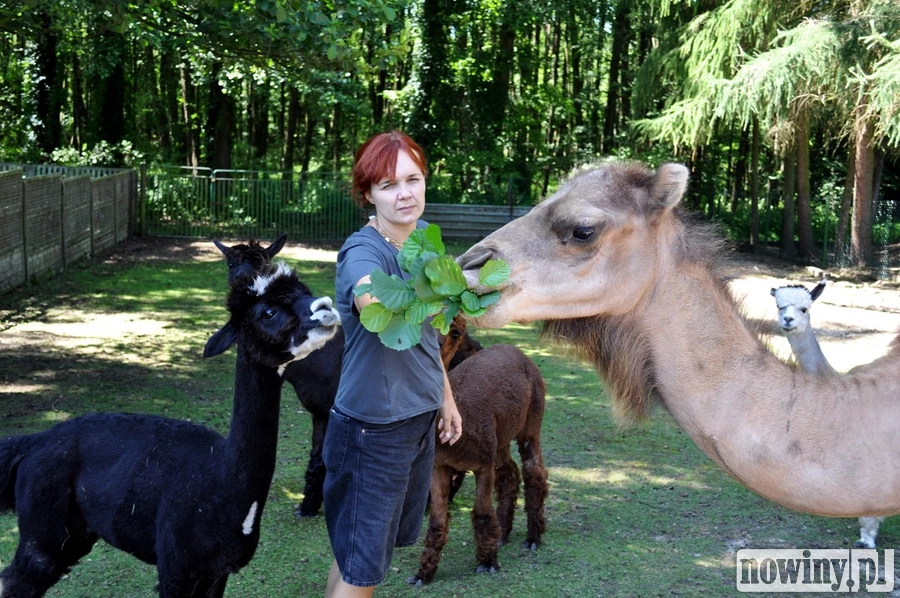 Zaczęło się od dwóch alpak i trzech kóz. Dziś w zagrodzie mieszka ponad 100 zwierząt