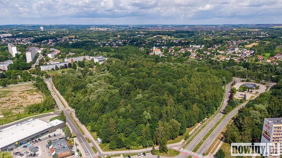 Stop wycince drzew w strefie centrum. Jest petycja do prezydenta w tej sprawie