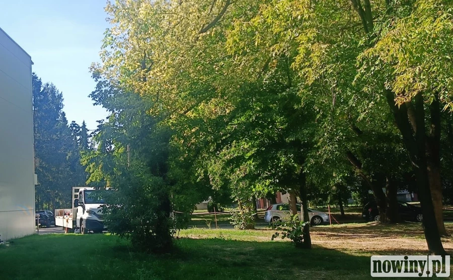 Wycinka drzew przy parkingu „Nowoczesnej”. Urząd miasta: sprawa nie pozostało rozstrzygnięta