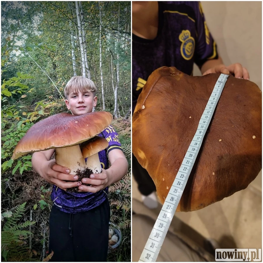 12-latek z Górek Śląskich znalazł prawdziwka ważącego 1,2 kg. Miał 83 cm w obwodzie [ZDJĘCIA]