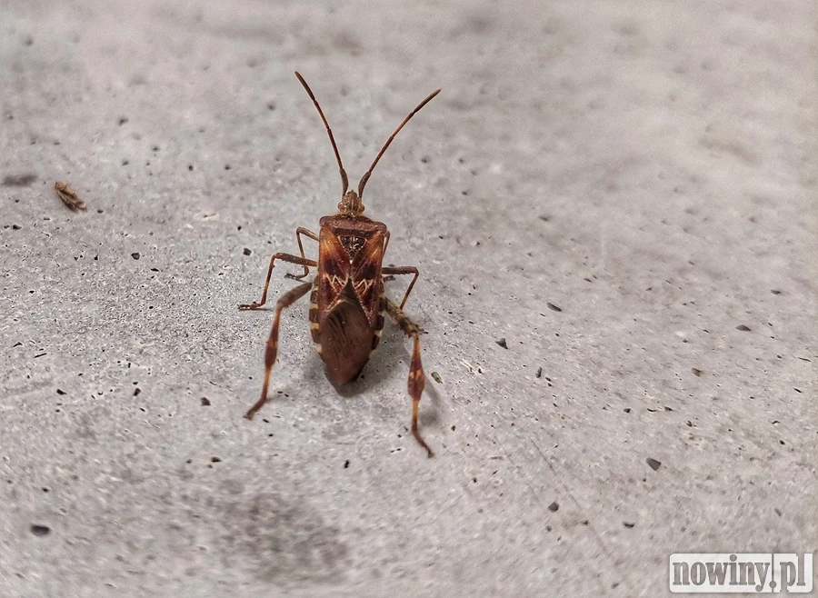 Śmierdzący intruz z Ameryki coraz częściej zagląda do naszych domów. Jesienią szuka schronienia