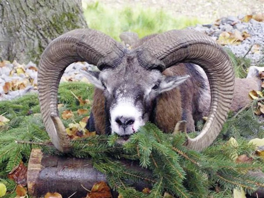 Zdrowa dziczyzna w zasięgu ręki