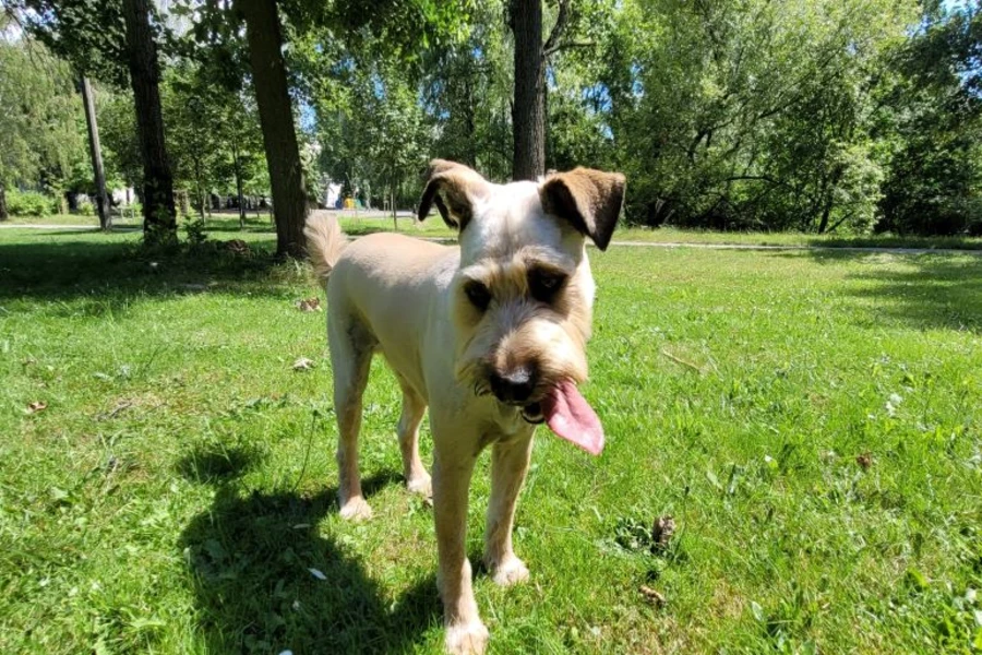 Zapisy na DogTrekking ruszyły. Pobiegnij z psiakiem