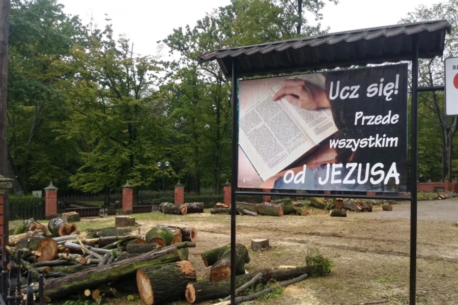 Kto wyciął stare drzewa w Zdroju?