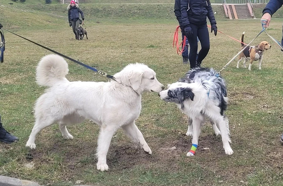 Jastrzębianie poszli na spacer z psami