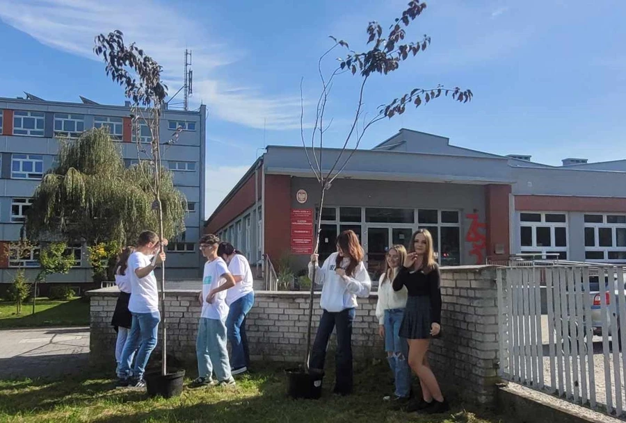 Wiśnie japońskie zakwitną na osiedlu Staszica